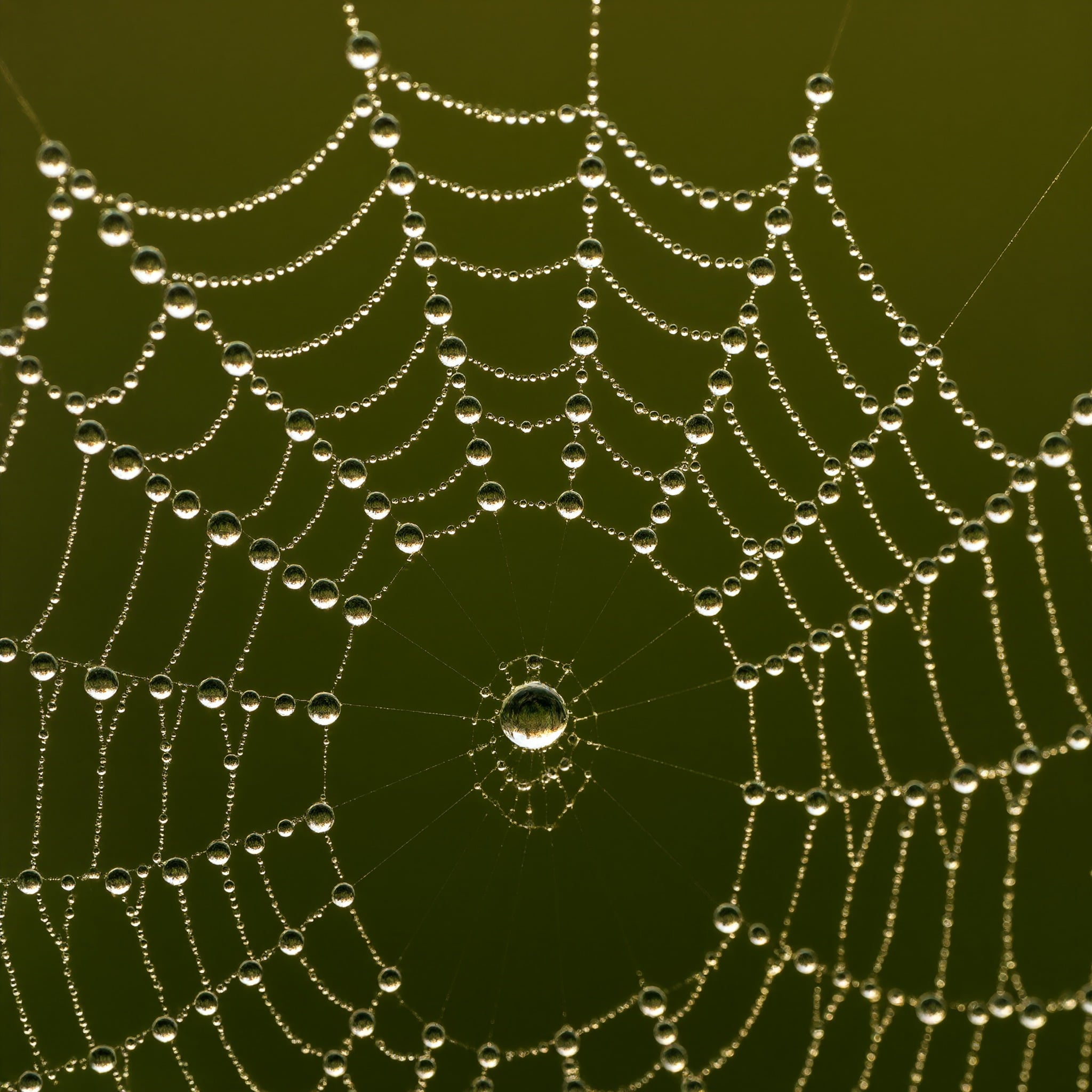 AI-generated image: Golden Dew On Silk