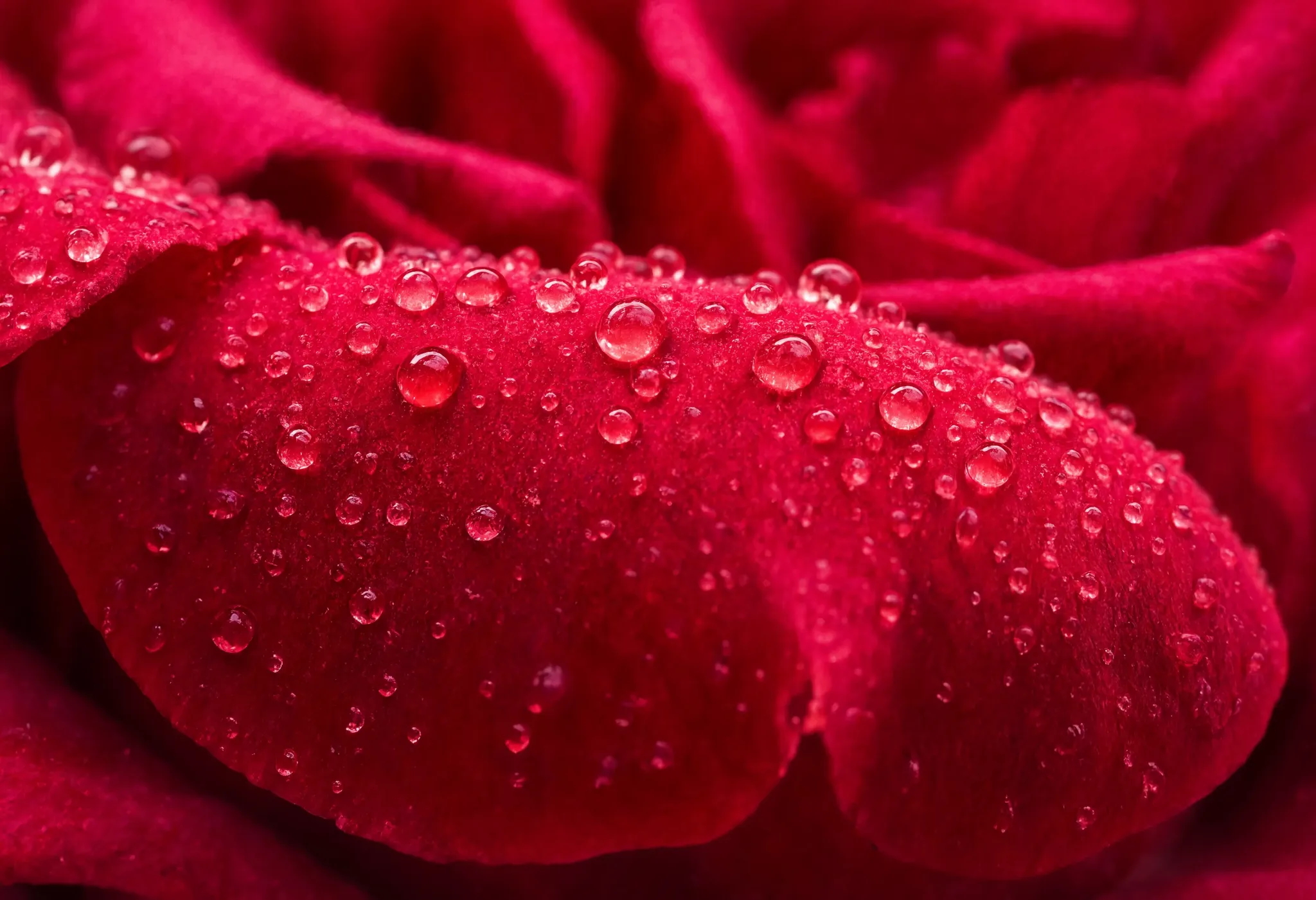 A macro close-up of a dew-covered red rose petal, tiny water droplets catching light, shallow depth of field, crisp detail
