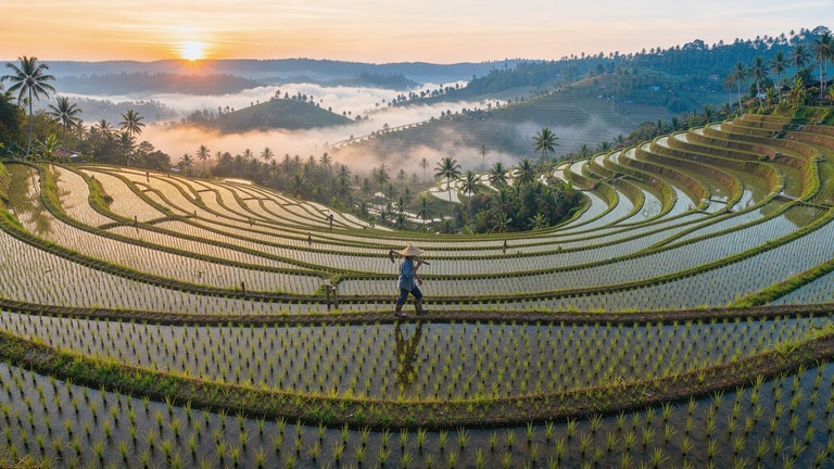Dawn Over Bali Rice Terraces
