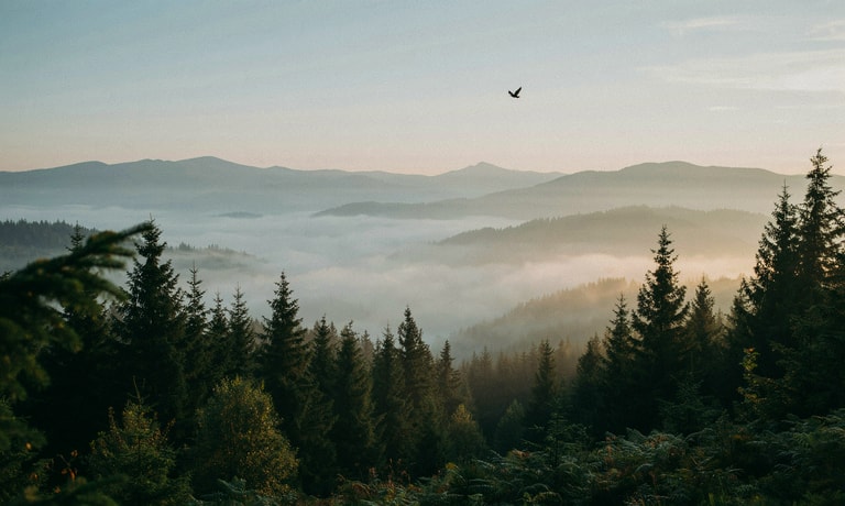 Bird Over Mist Veiled Pines