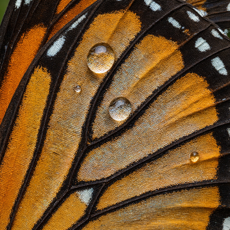 Dewdrops on Monarch Wing Scales