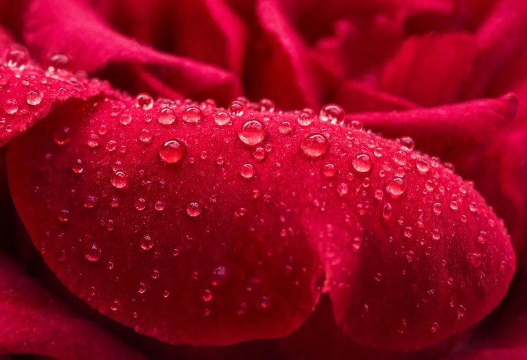 Dewdrops on Crimson Velvet