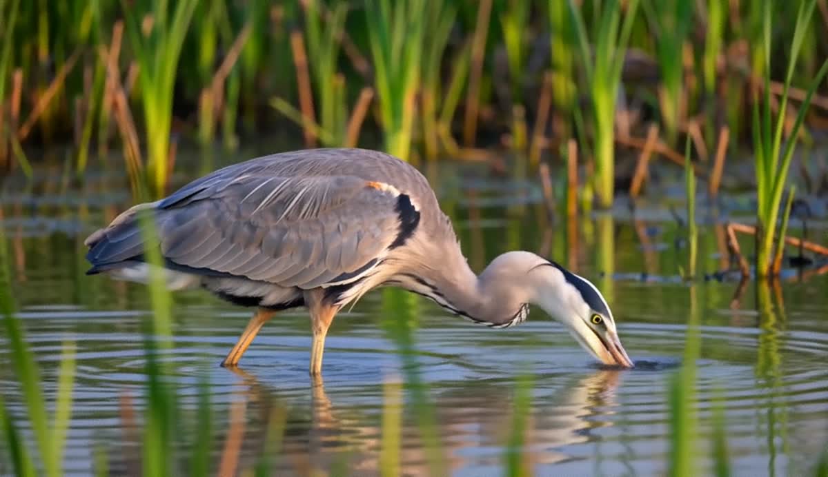 Best AI Video Model for Wildlife Shots: 3 Runs Probed example