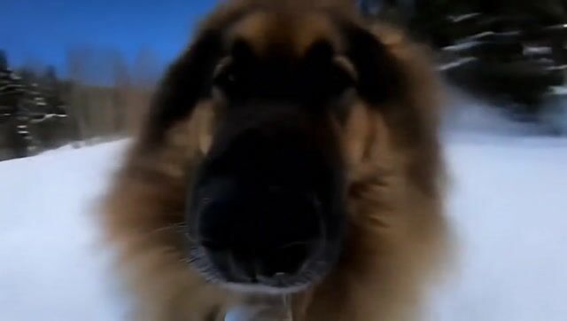 German Shepherd Snowboarding Adventure: Dynamic Winter Sports Spectacle