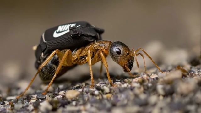 Ant in Nike Backpack Walks Macro Photography