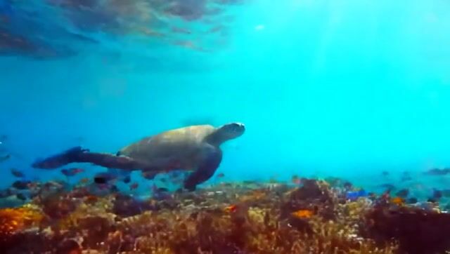 Slow Motion Dive: Exploring Coral Reefs with Sea Turtles