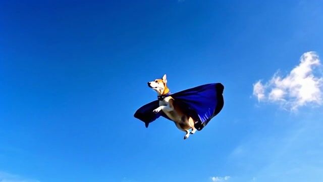 Superhero Dog Soars Through the Sky - An Animated Adventure