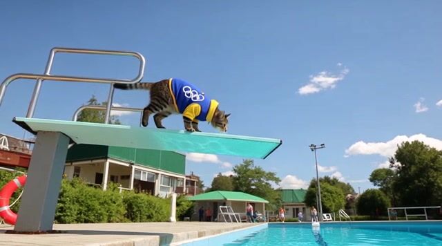 AI-generated image: A sleek, determined cat, wearing a tiny Olympic uniform, stands poised on a high diving platform at 
