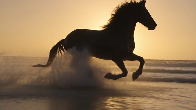 Sunset Gallop Through Surf