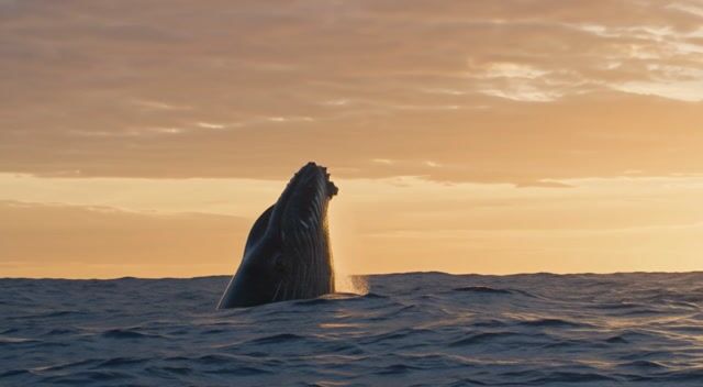 Humpback Breach in Golden Light