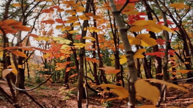 Canopy of Amber Light