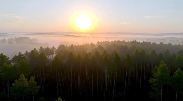 Golden Dawn Over Misty Pines