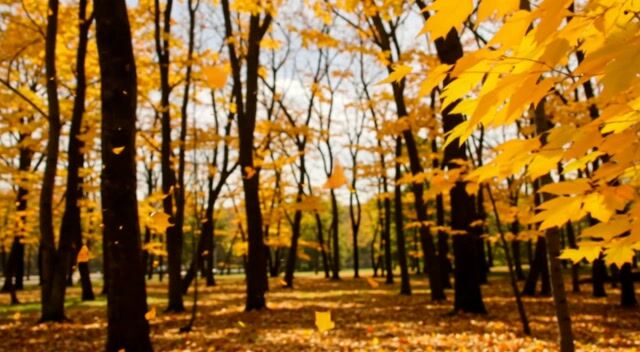 Sunlight Through Falling Autumn Leaves