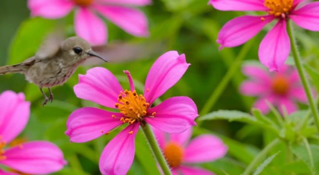 Hummingbird Over Vibrant Pink Blooms
