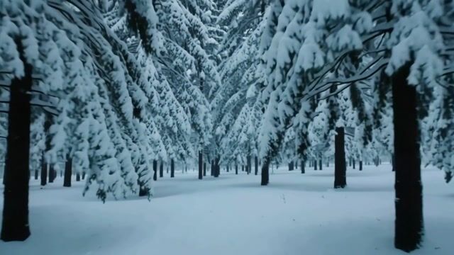 Snow Draped Pine Cathedral