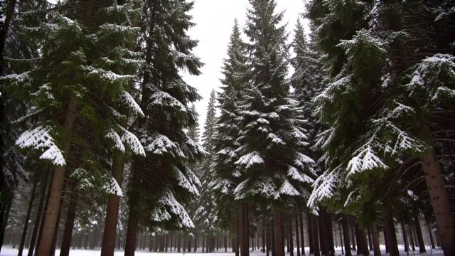 Snow Laden Pines in Stillness