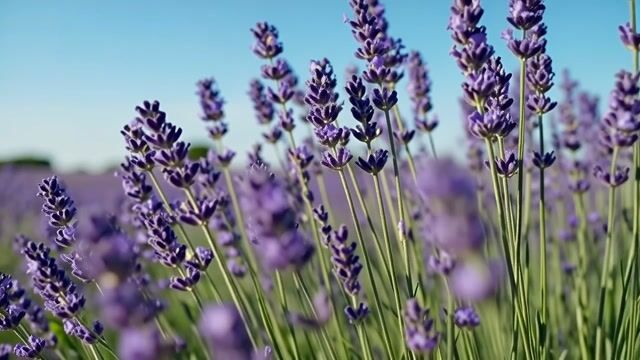 Lavender Spikes Under Azure Sky