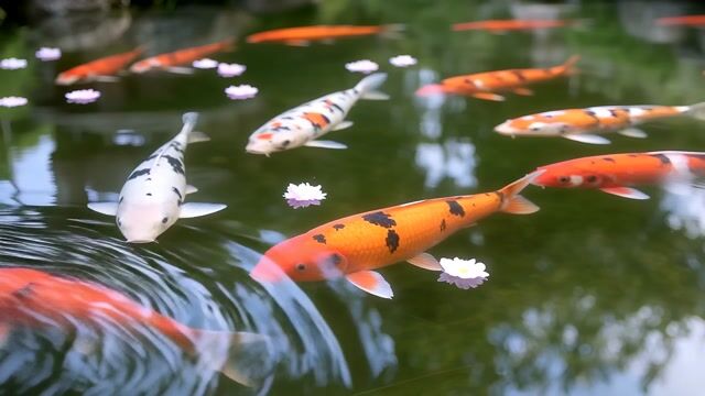 Koi Among Drifting Petals