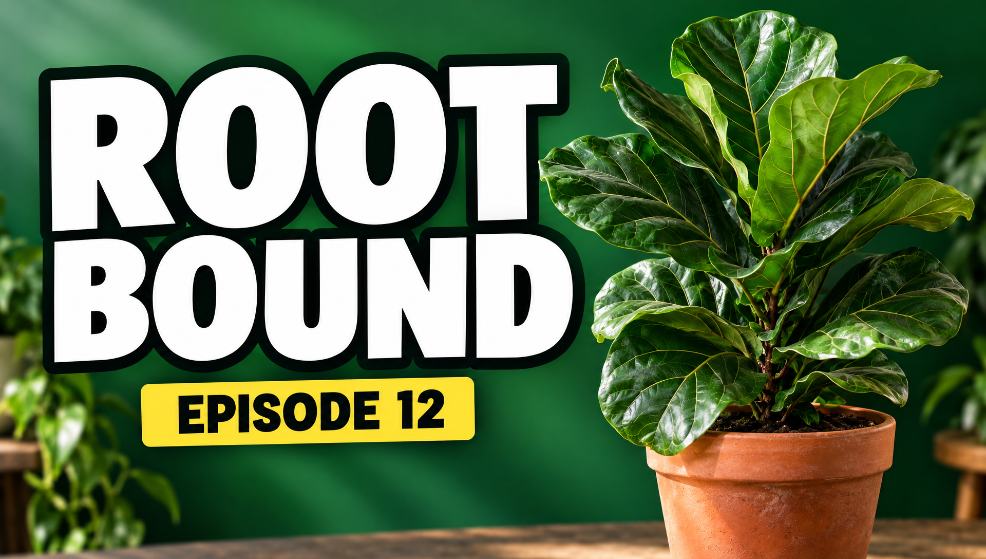 A YouTube thumbnail with the words ROOT BOUND and EPISODE 12 beside a fiddle leaf fig in a terracotta pot on a green background
