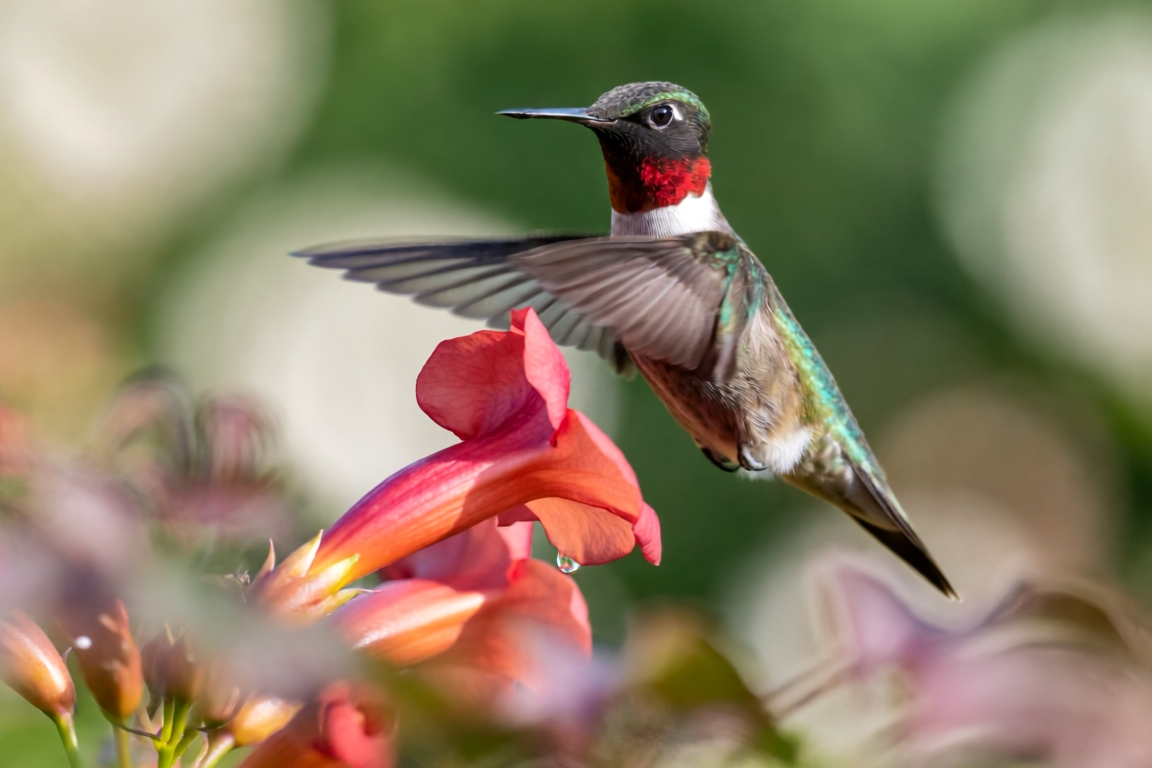 Hummingbird with emerald back feathers and a ruby throat hovering above red trumpet flowers against a soft green bokeh background