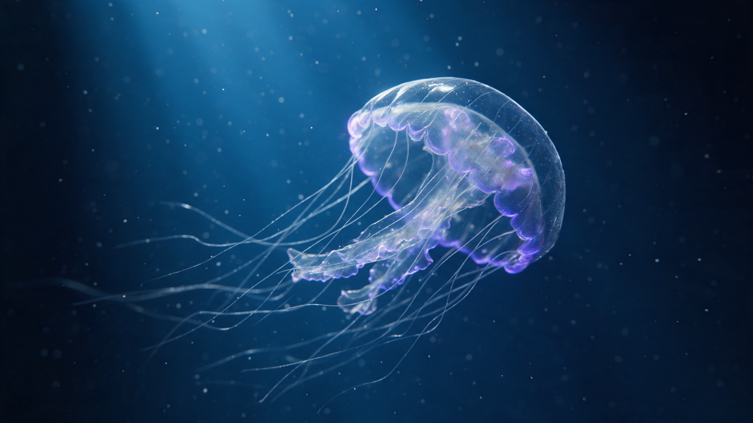 A glass jellyfish with glowing violet edges drifts through deep blue water