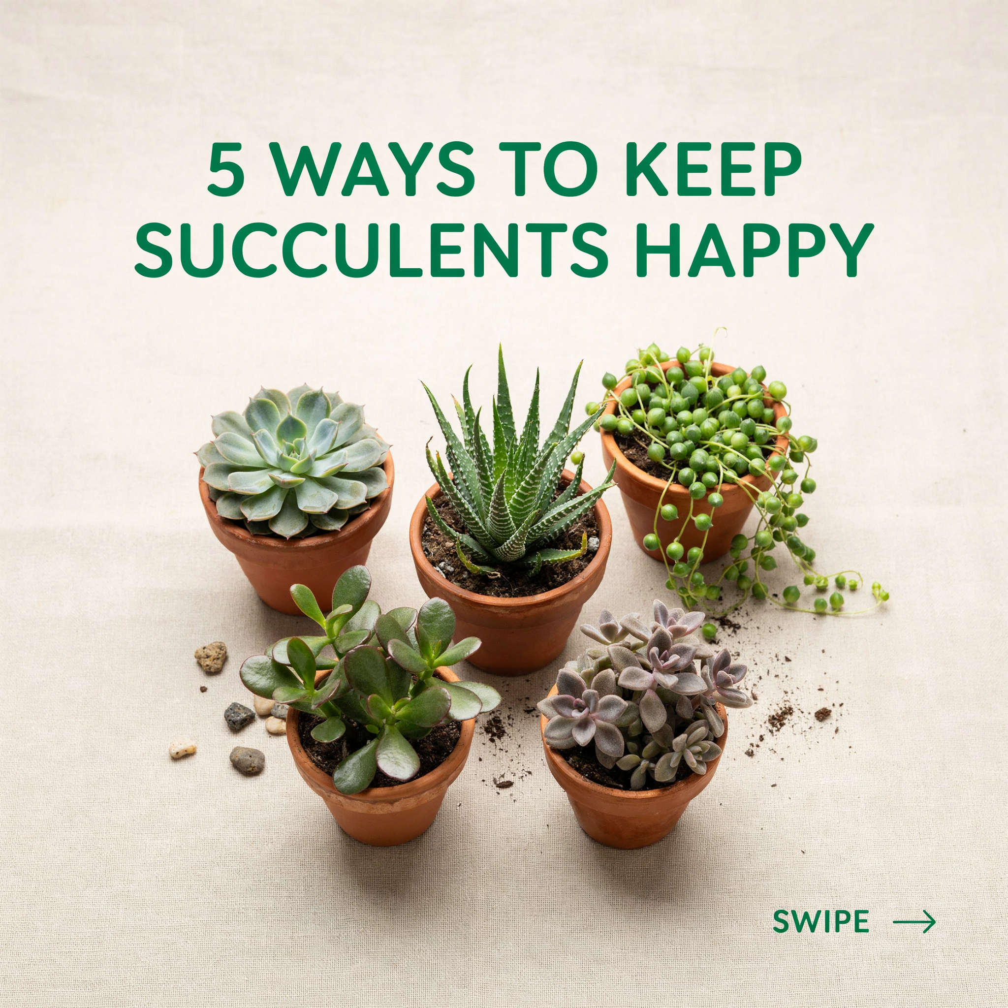 A carousel cover reading 5 WAYS TO KEEP SUCCULENTS HAPPY above five succulents in terracotta pots, with SWIPE in the corner