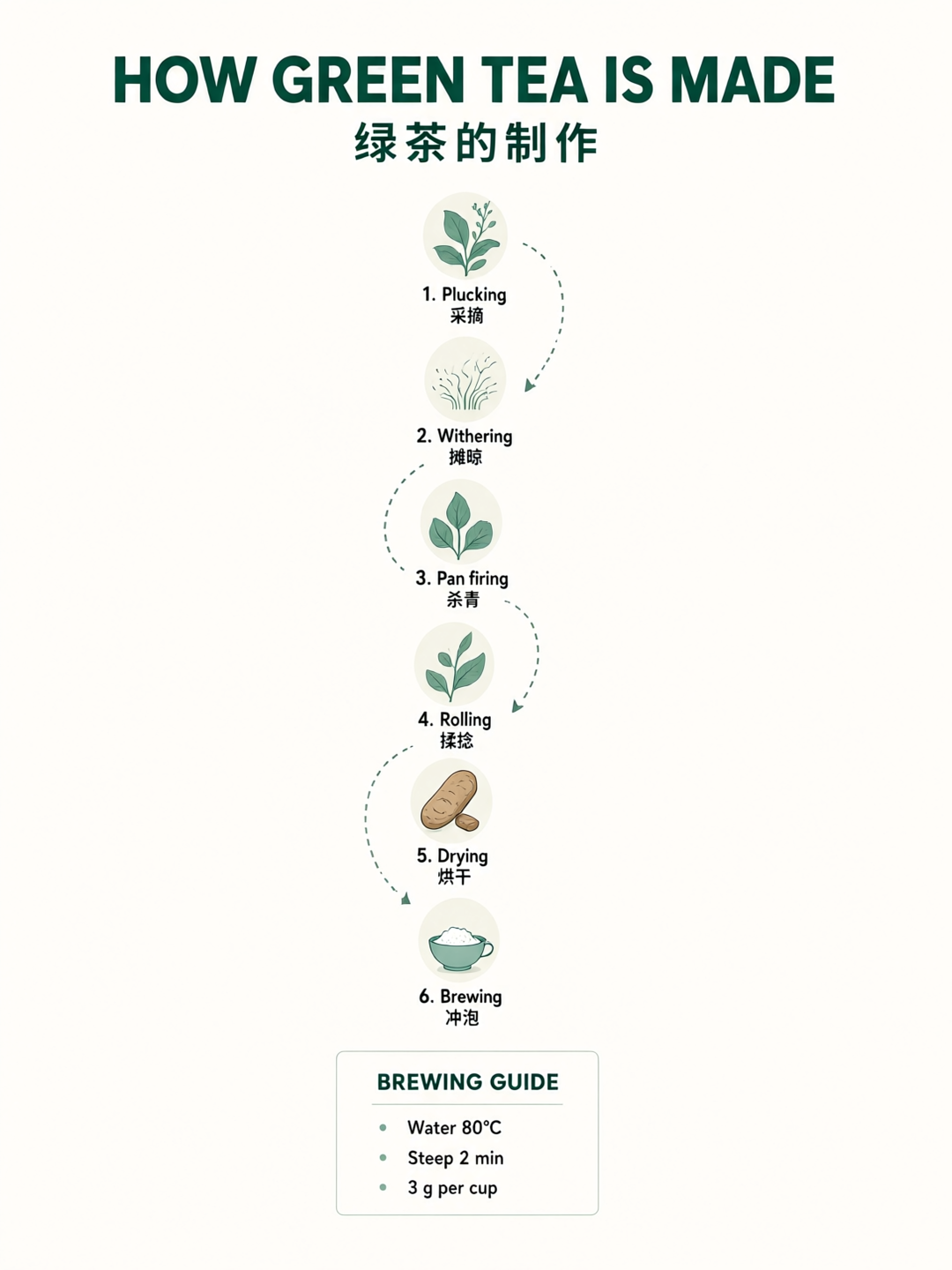 A flat vector infographic on off white paper titled HOW GREEN TEA IS MADE with the Chinese title below, six numbered steps with round illustrated icons joined by a dotted path, each labeled in English and Chinese, and a boxed BREWING GUIDE panel with water, steep time and grams per cup
