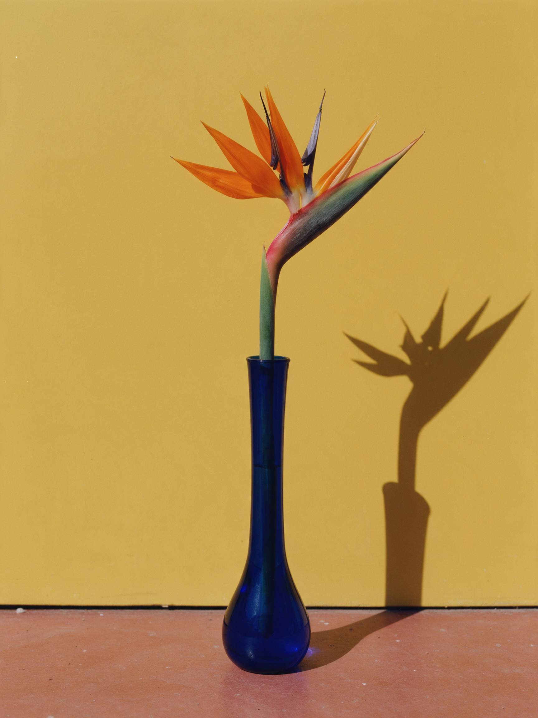 An orange bird of paradise flower in a cobalt glass vase against a mustard wall with a hard shadow