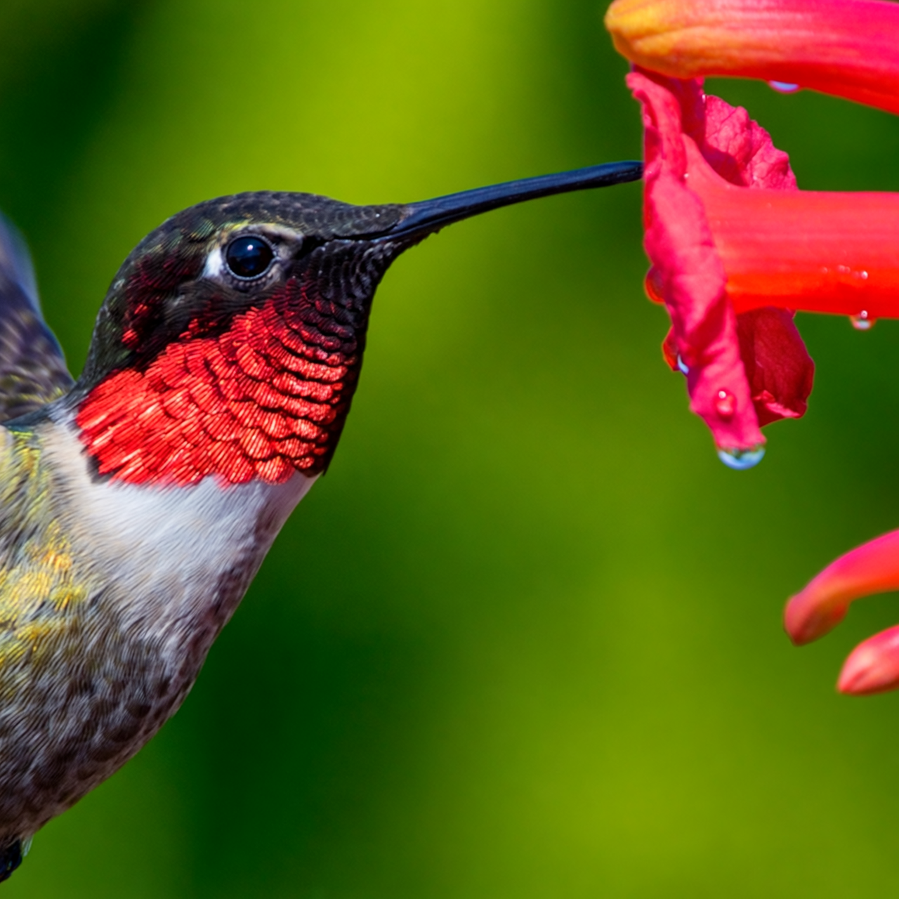 A hummingbird hovering beside a trumpet flower, iridescent feathers, macro